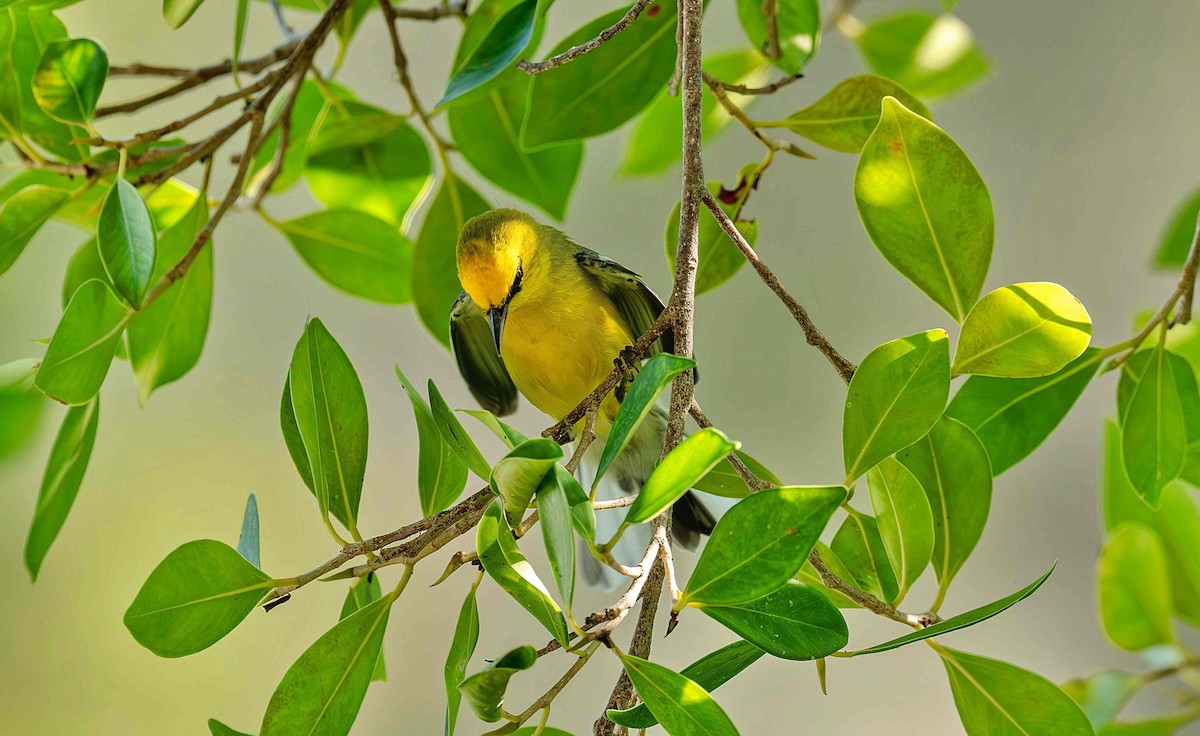 Blue-winged Warbler - ML642653184