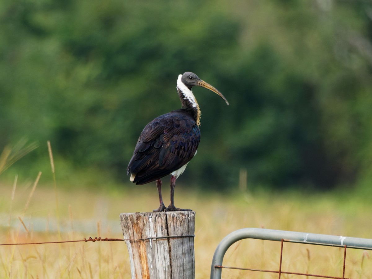 Straw-necked Ibis - ML642653185