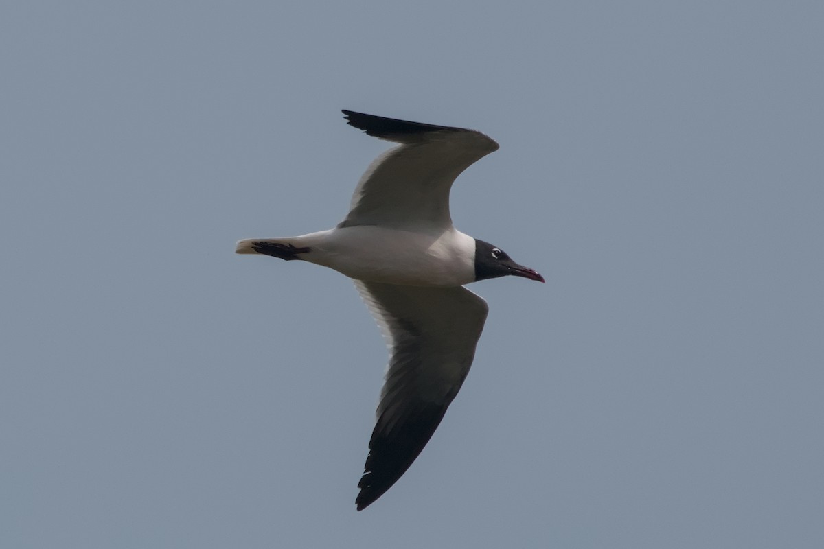 Laughing Gull - ML642653188