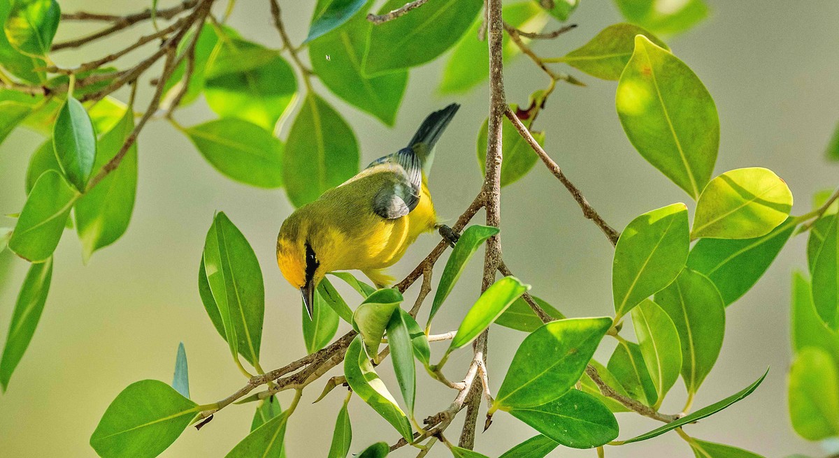Blue-winged Warbler - ML642653191
