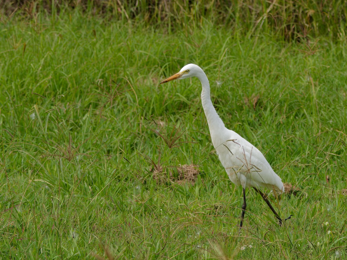 Eastern Cattle-Egret - ML642653192