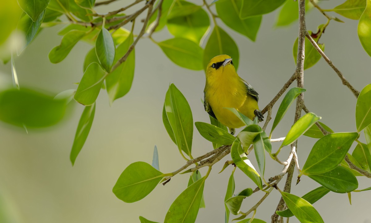Blue-winged Warbler - ML642653200