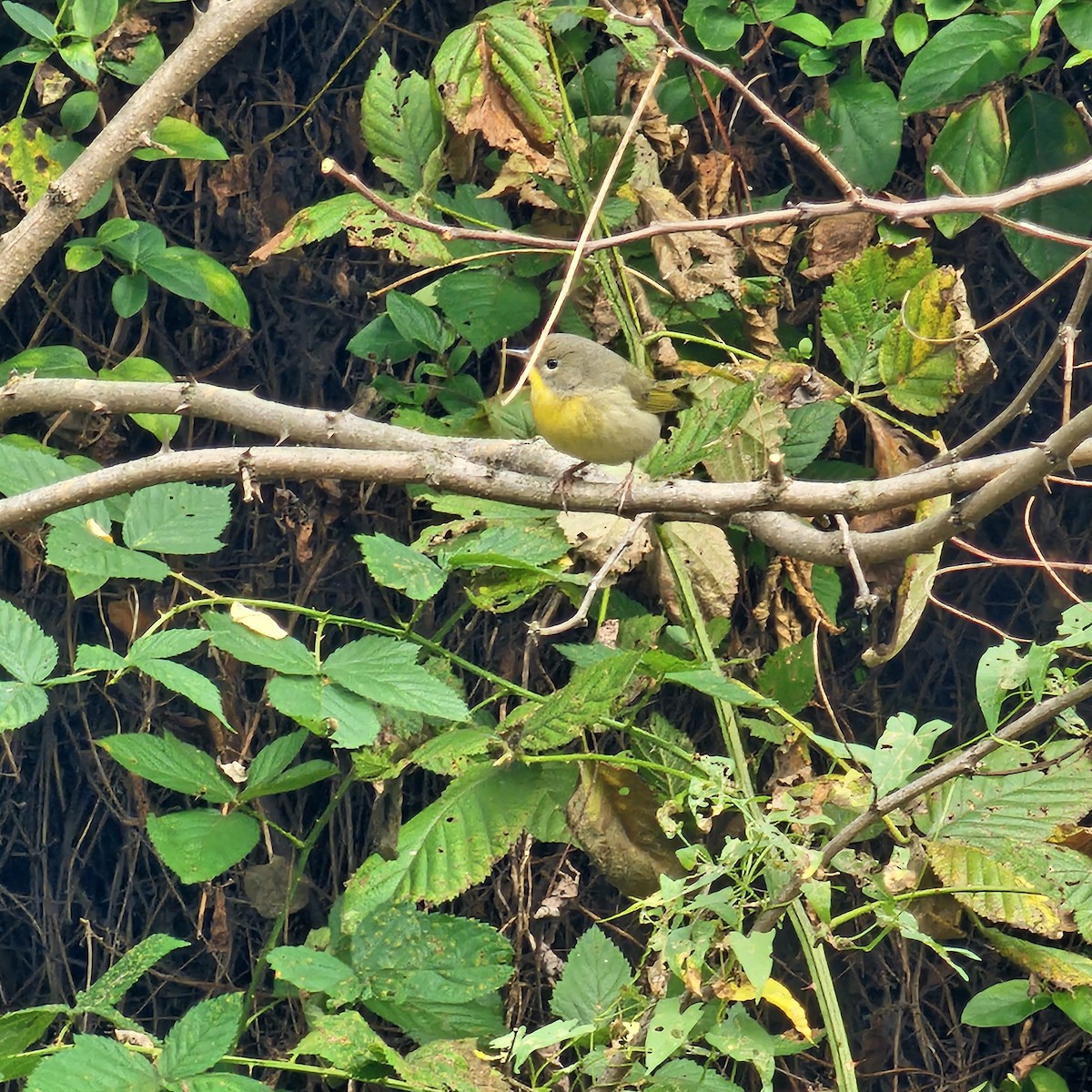 Common Yellowthroat - ML642653202