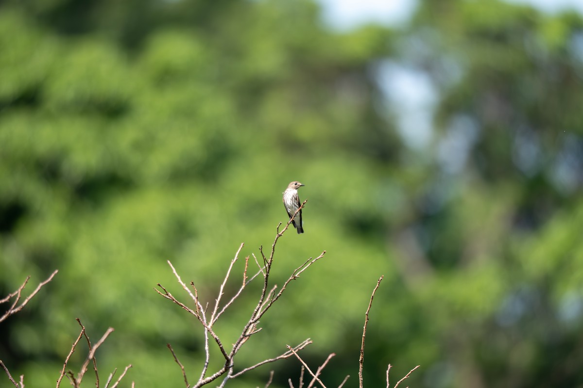 Gray-streaked Flycatcher - ML642653203