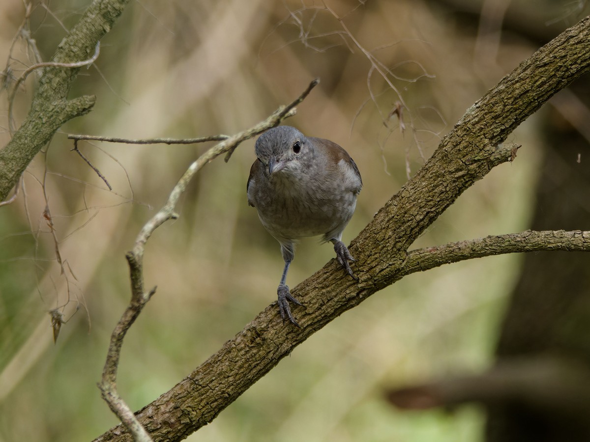 Gray Shrikethrush - ML642653213