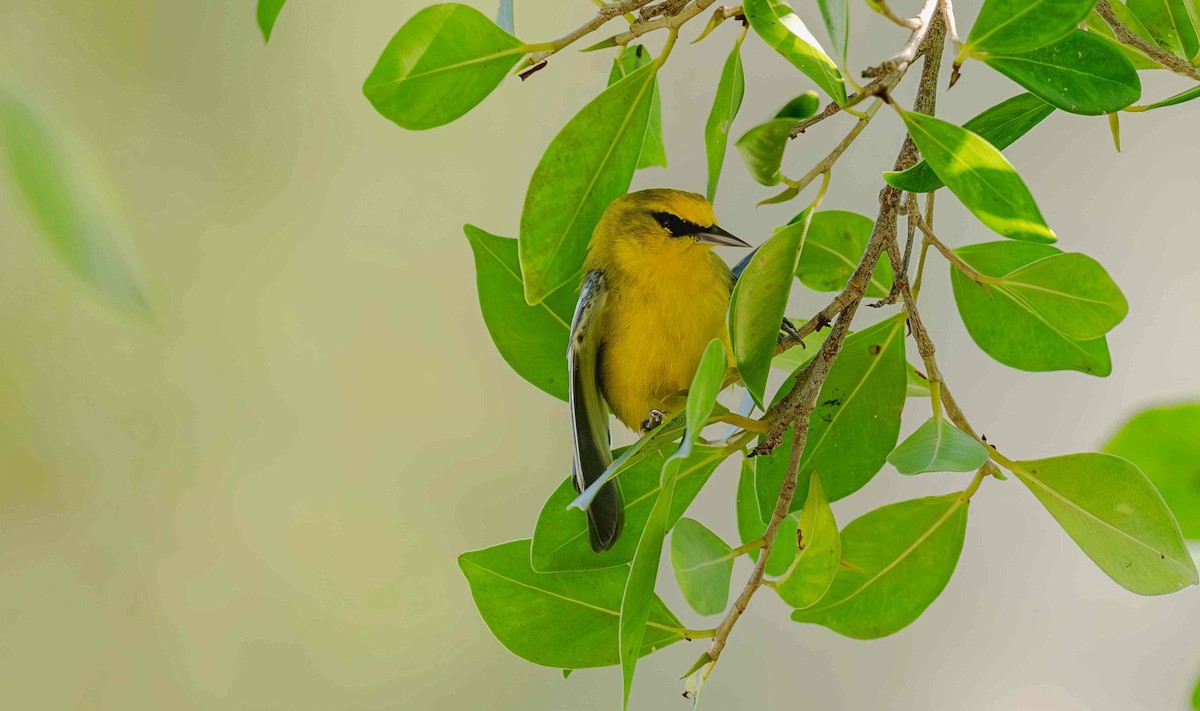 Blue-winged Warbler - ML642653218