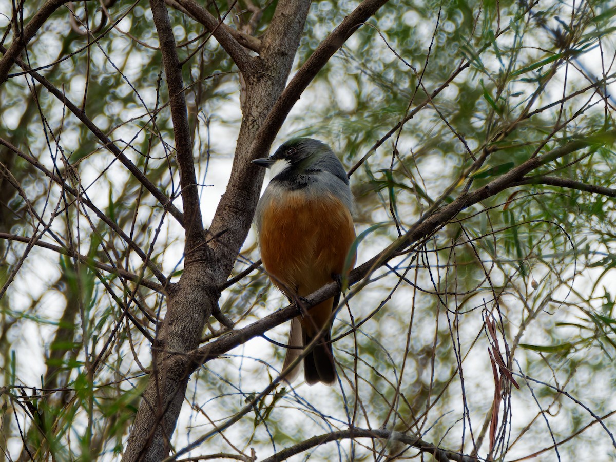 Rufous Whistler - ML642653219