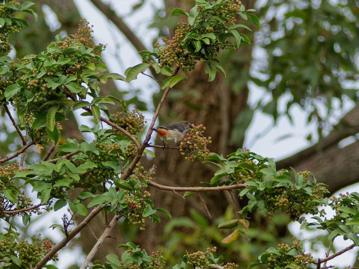Mistletoebird - ML642653228