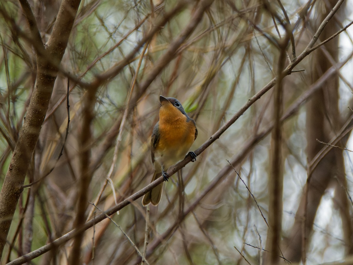 Leaden Flycatcher - ML642653230