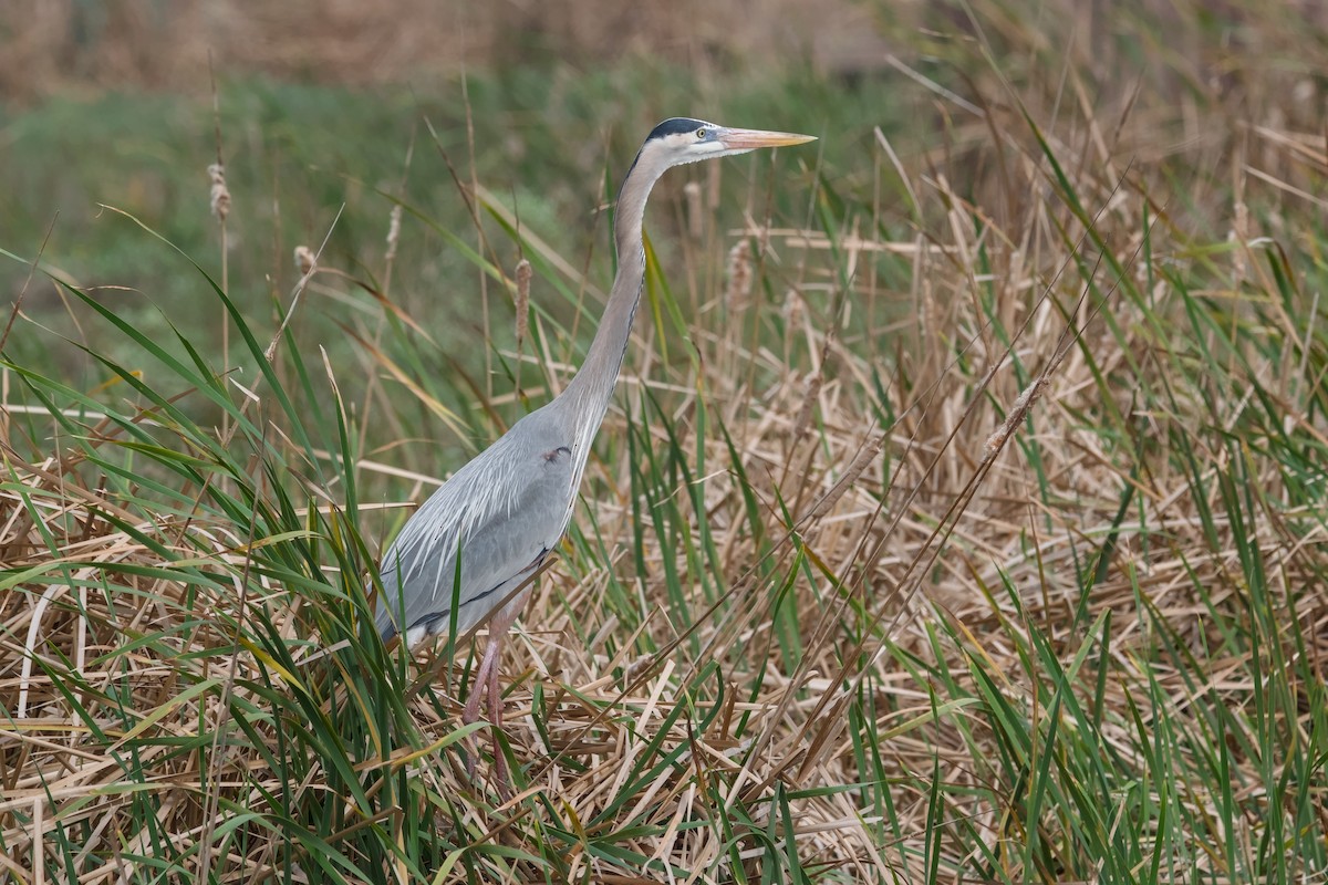 Great Blue Heron - ML642653233