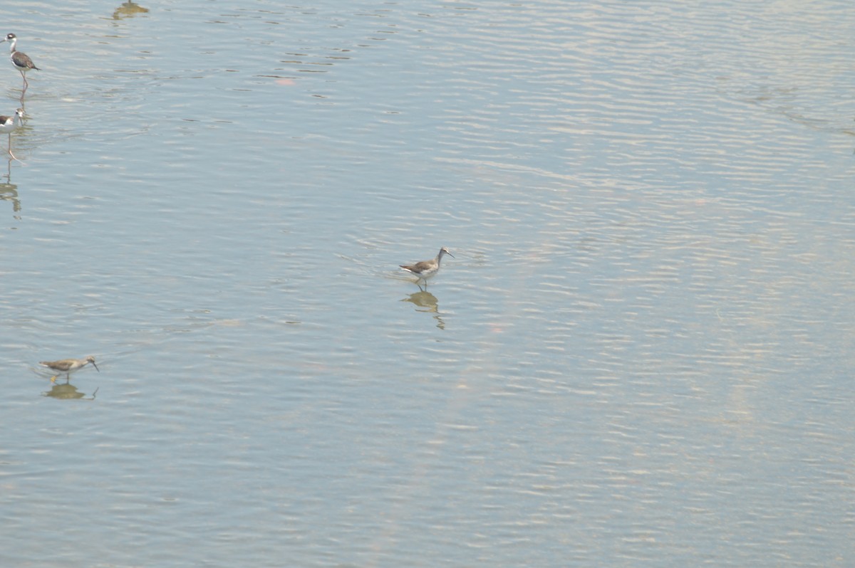 Lesser Yellowlegs - ML642653242