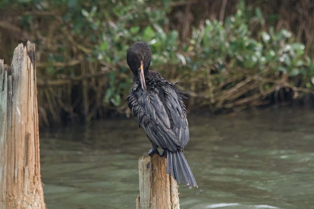 Neotropic Cormorant - ML642653243