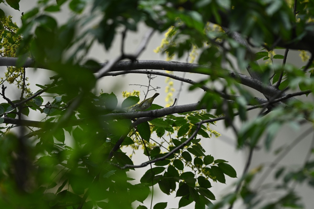 Eastern Crowned Warbler - ML642653273