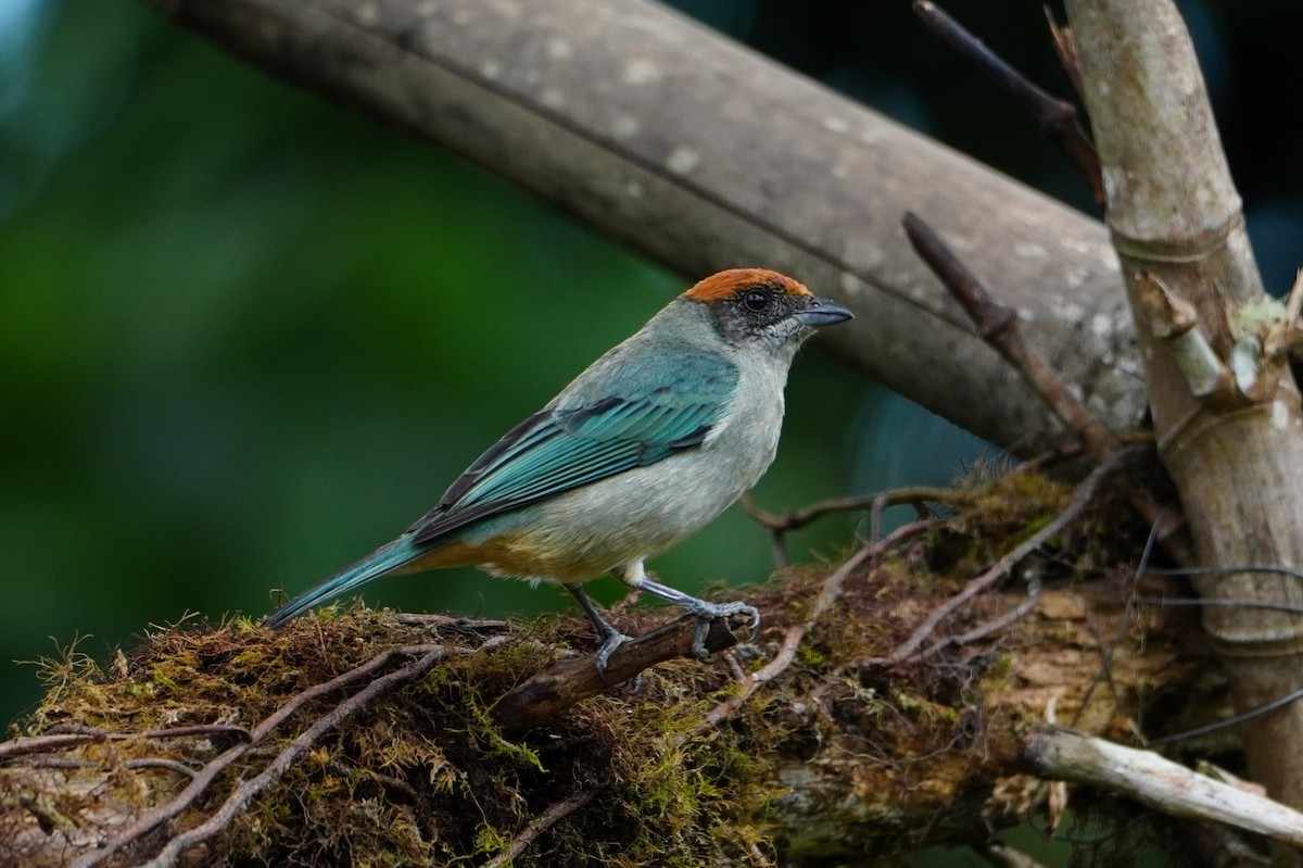 Scrub Tanager - ML642653279