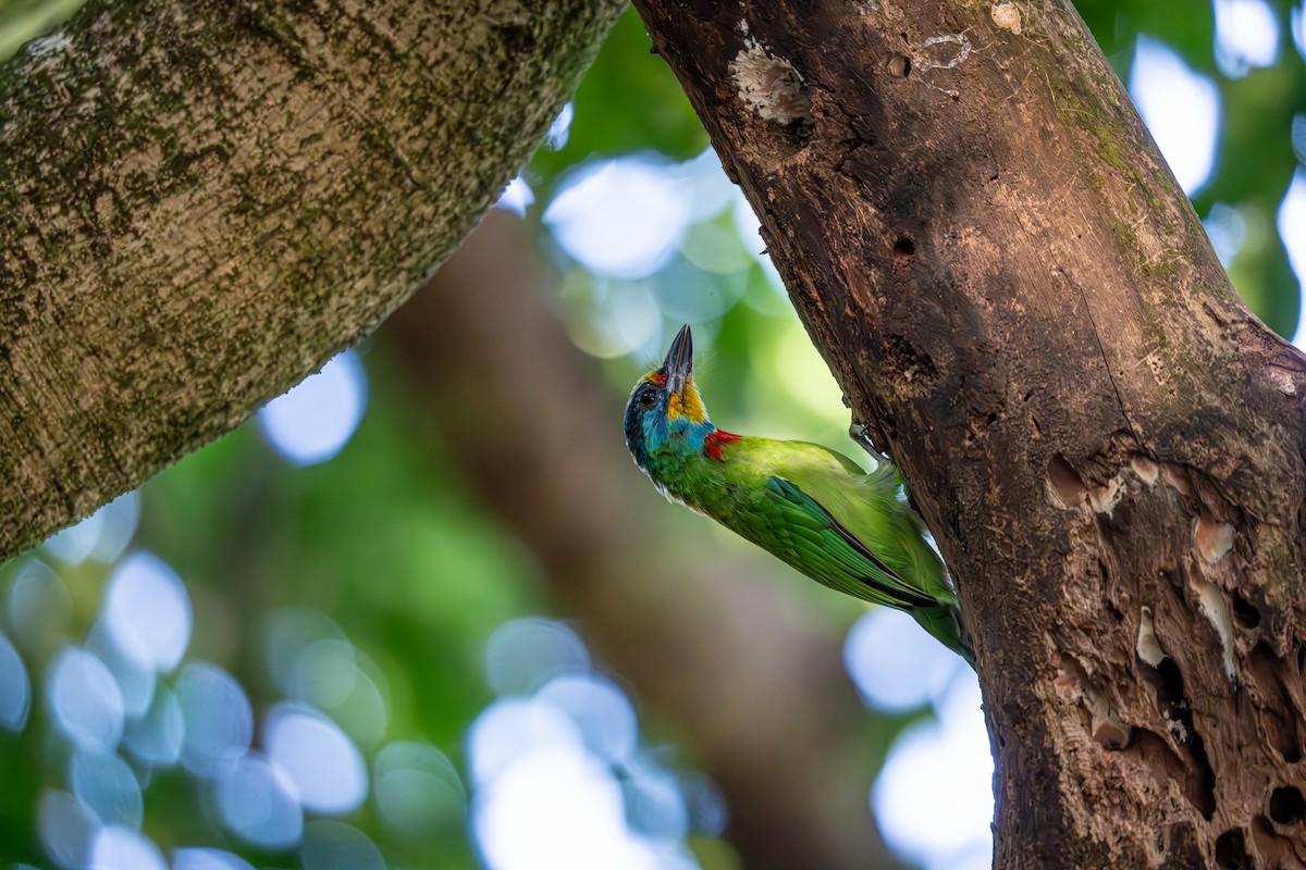 Taiwan Barbet - ML642653280