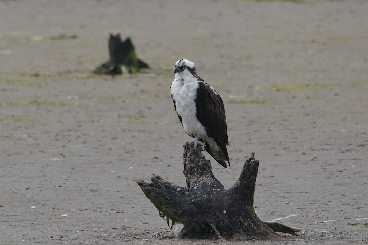 Osprey - ML642653292