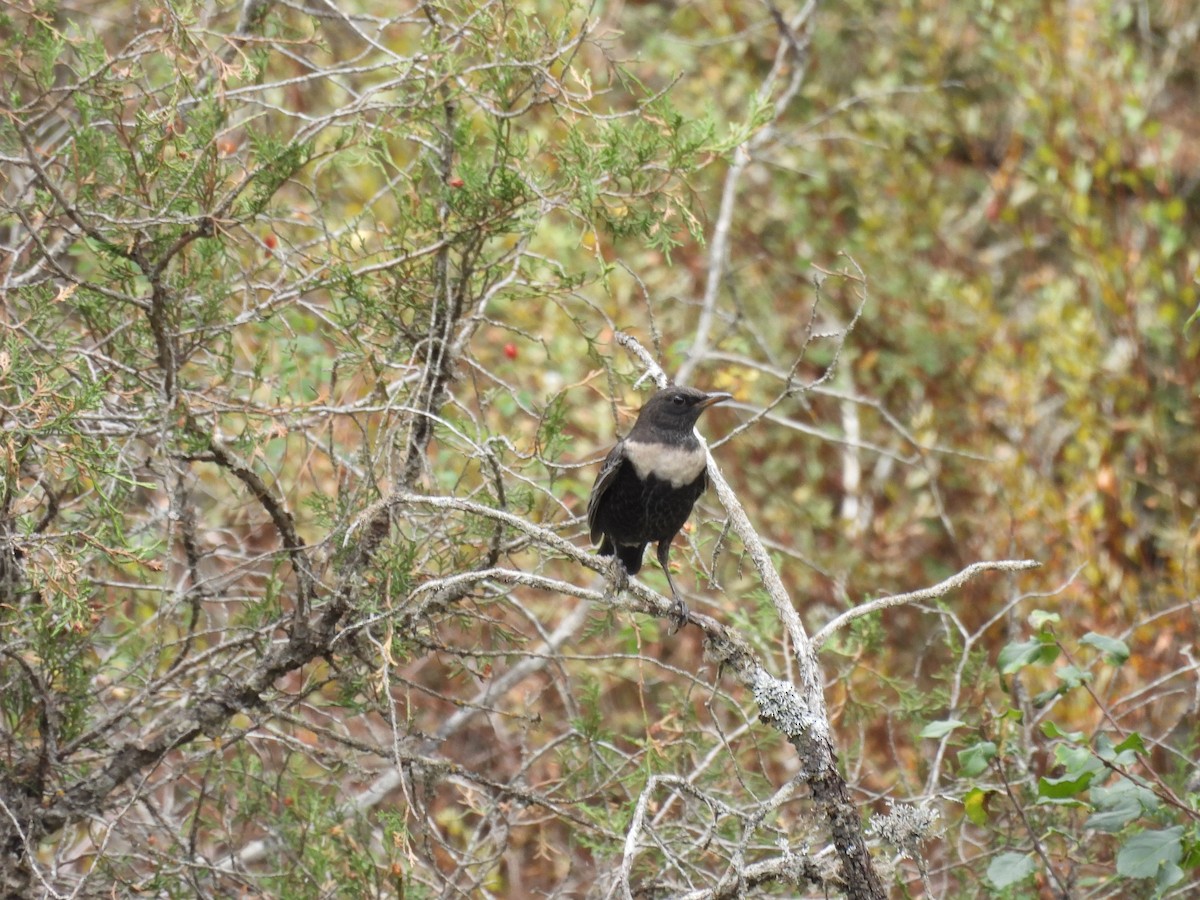 Ring Ouzel - ML642653313