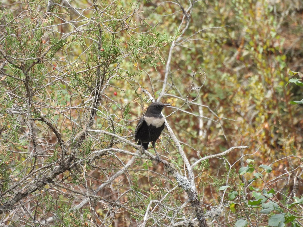 Ring Ouzel - ML642653314