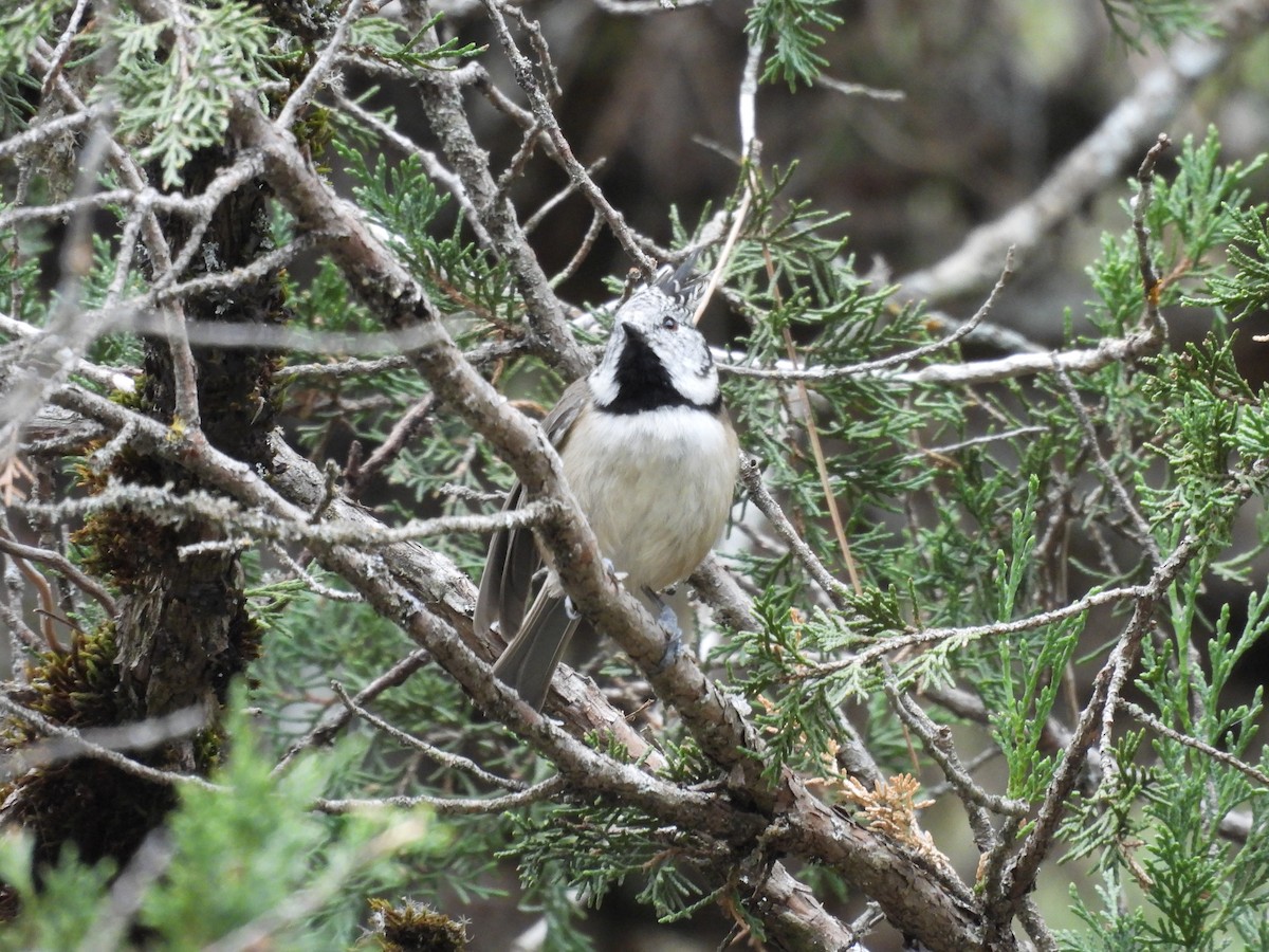 Crested Tit - ML642653333