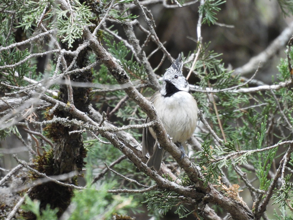 Crested Tit - ML642653334