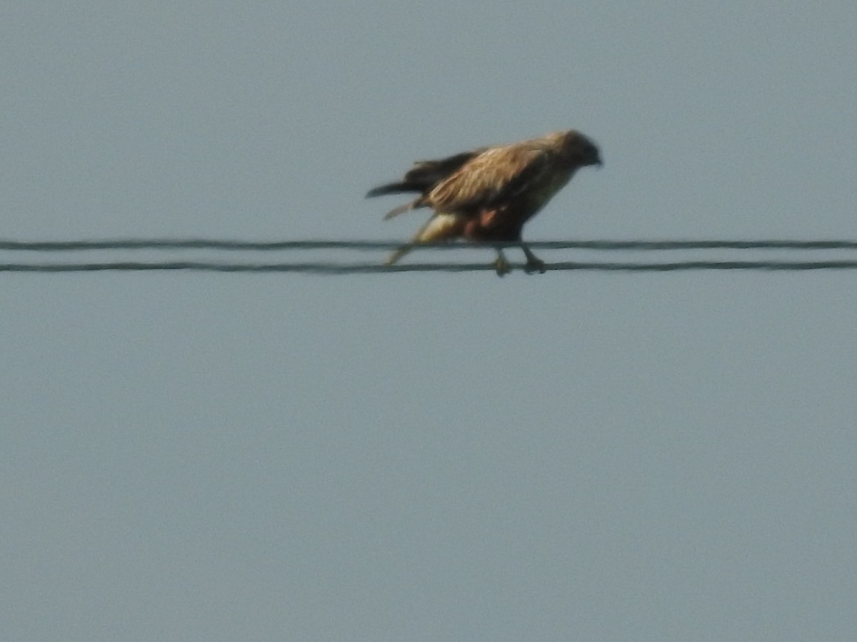 Long-legged Buzzard - ML642653338