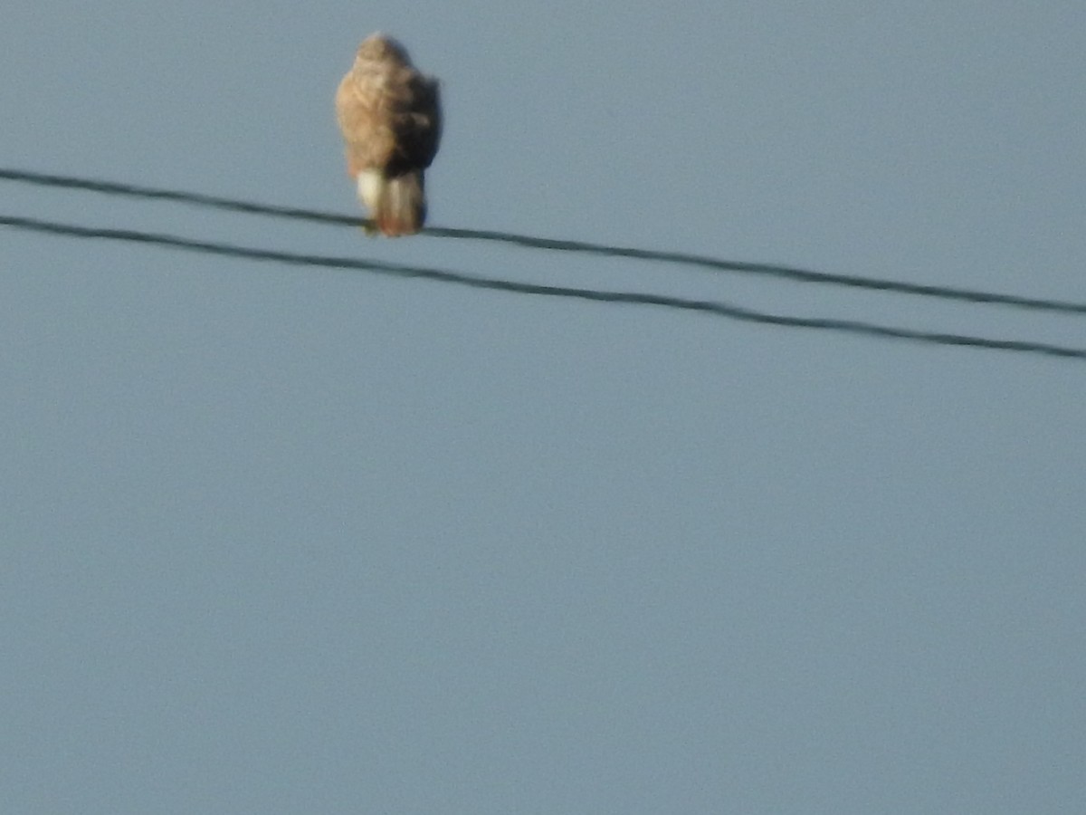 Long-legged Buzzard - ML642653340