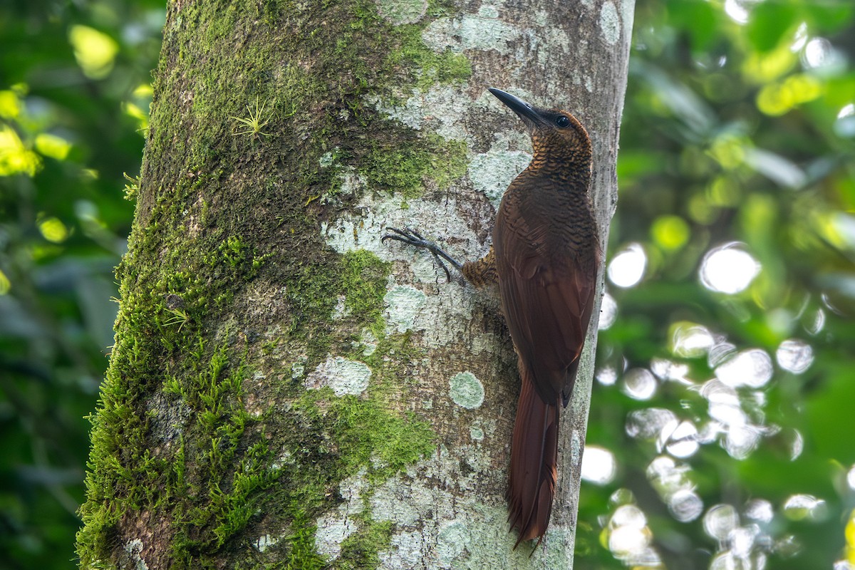 Northern Barred-Woodcreeper - ML642653350