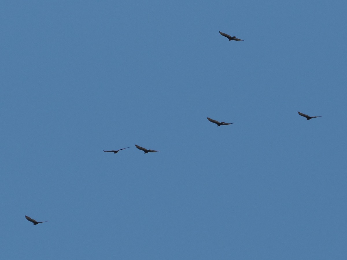 Turkey Vulture - ML642653353