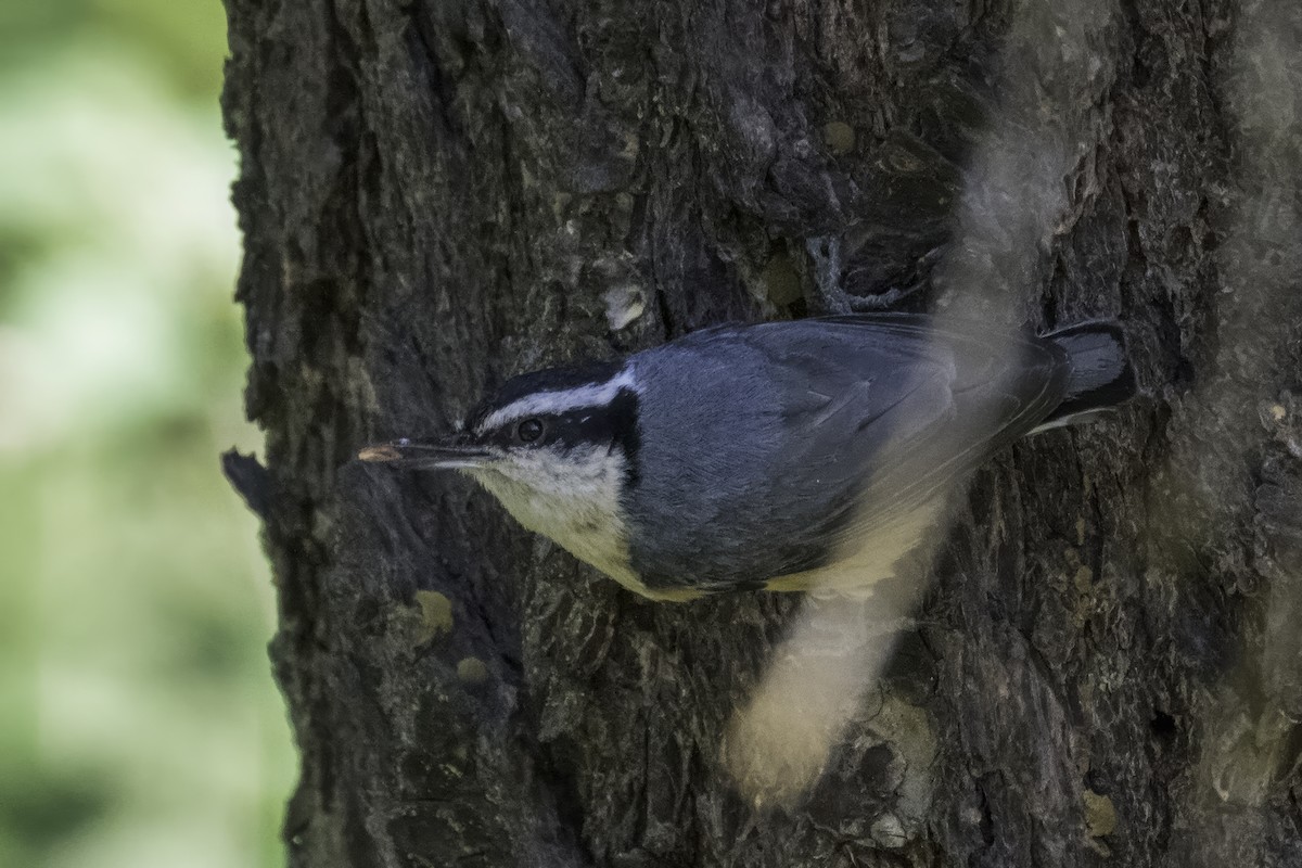 Red-breasted Nuthatch - ML642653355