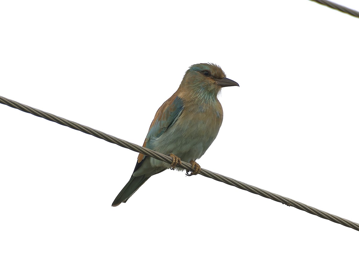 Өрнийн зүсэг - ML642653365