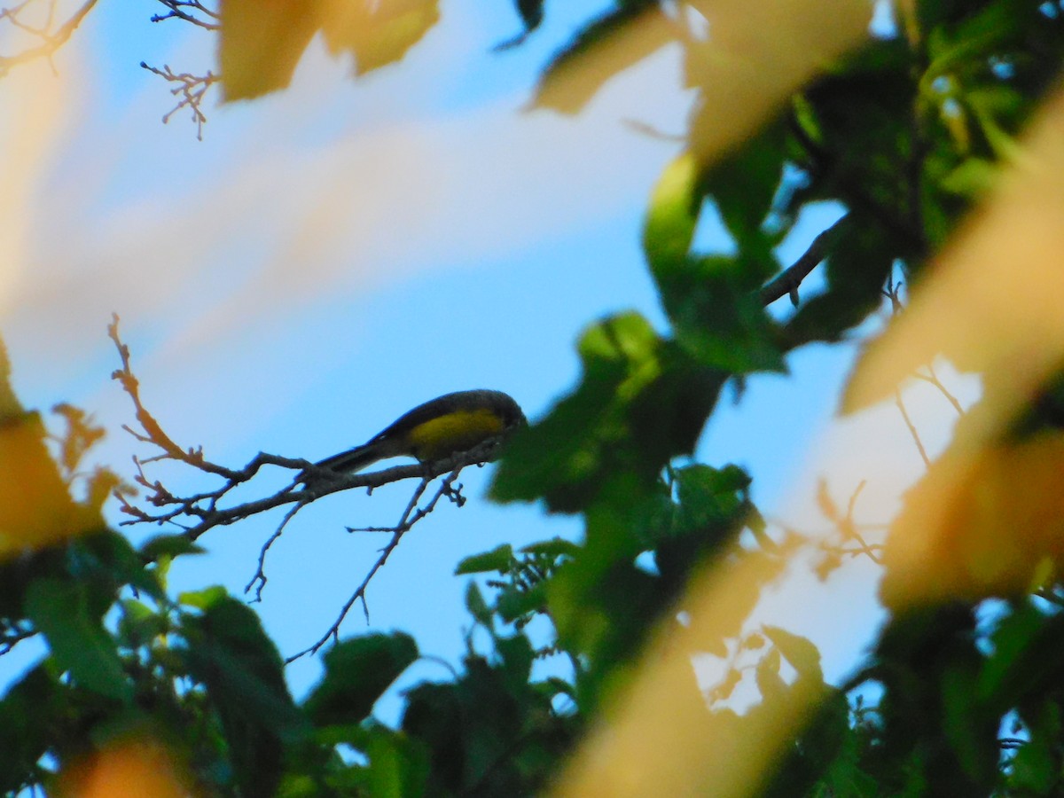 Brown-capped Redstart - ML642653375