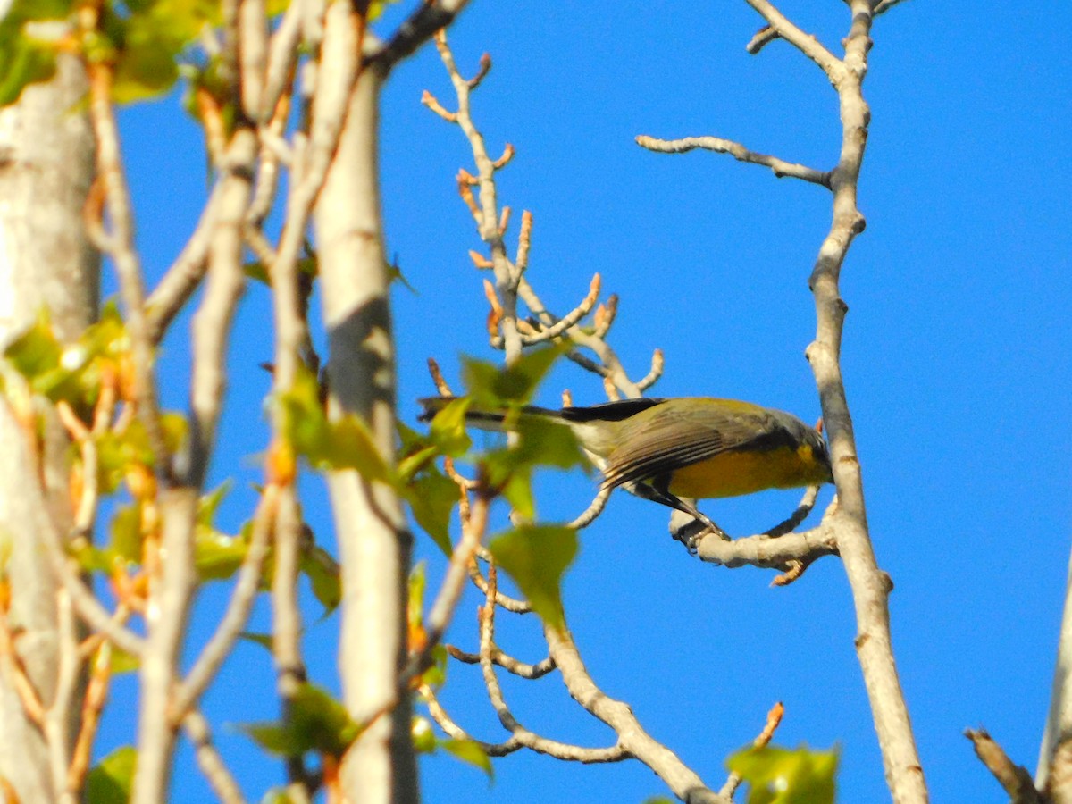 Brown-capped Redstart - ML642653376