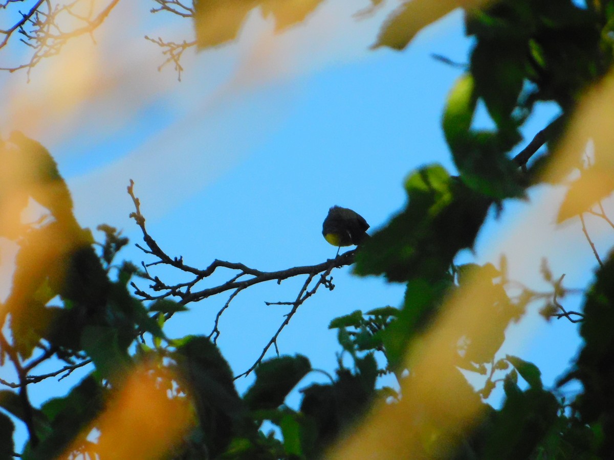 Brown-capped Redstart - ML642653377