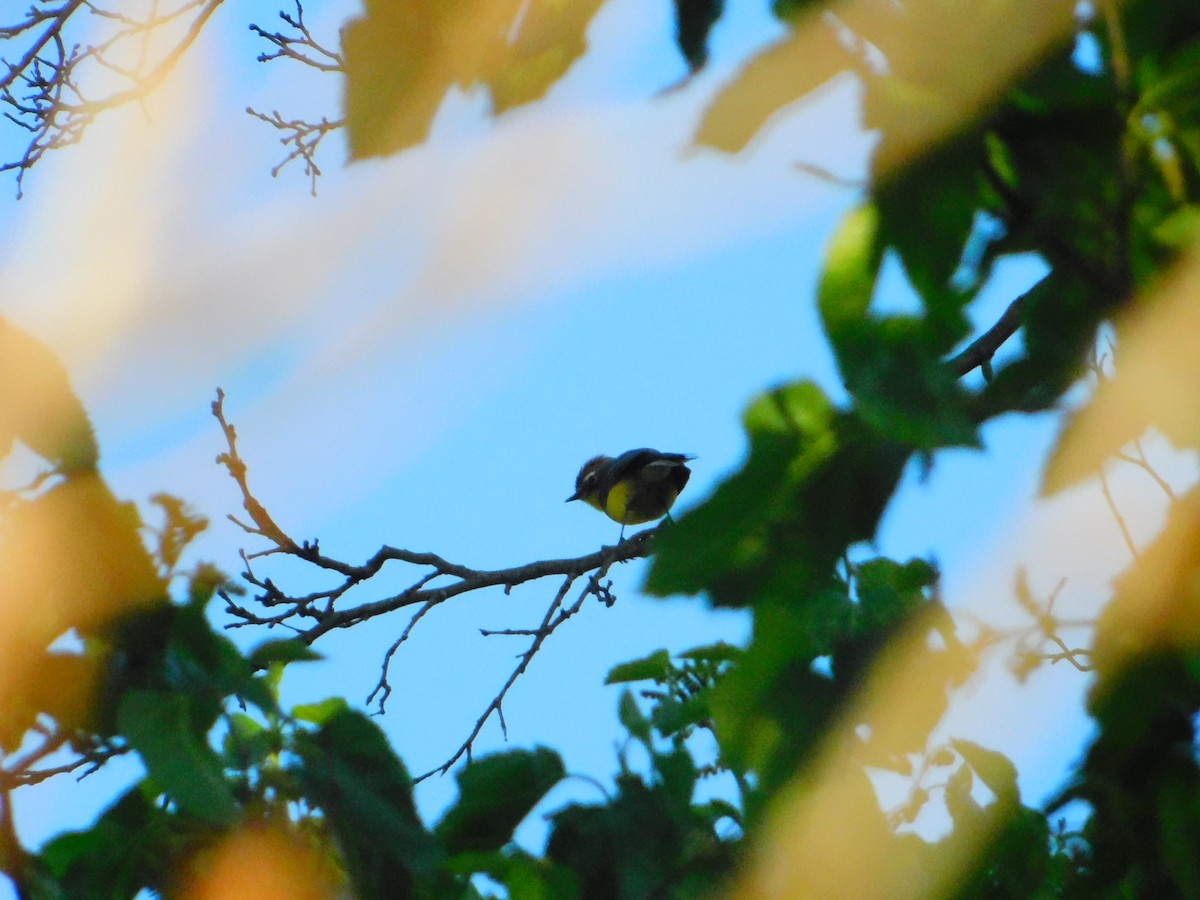 Brown-capped Redstart - ML642653378