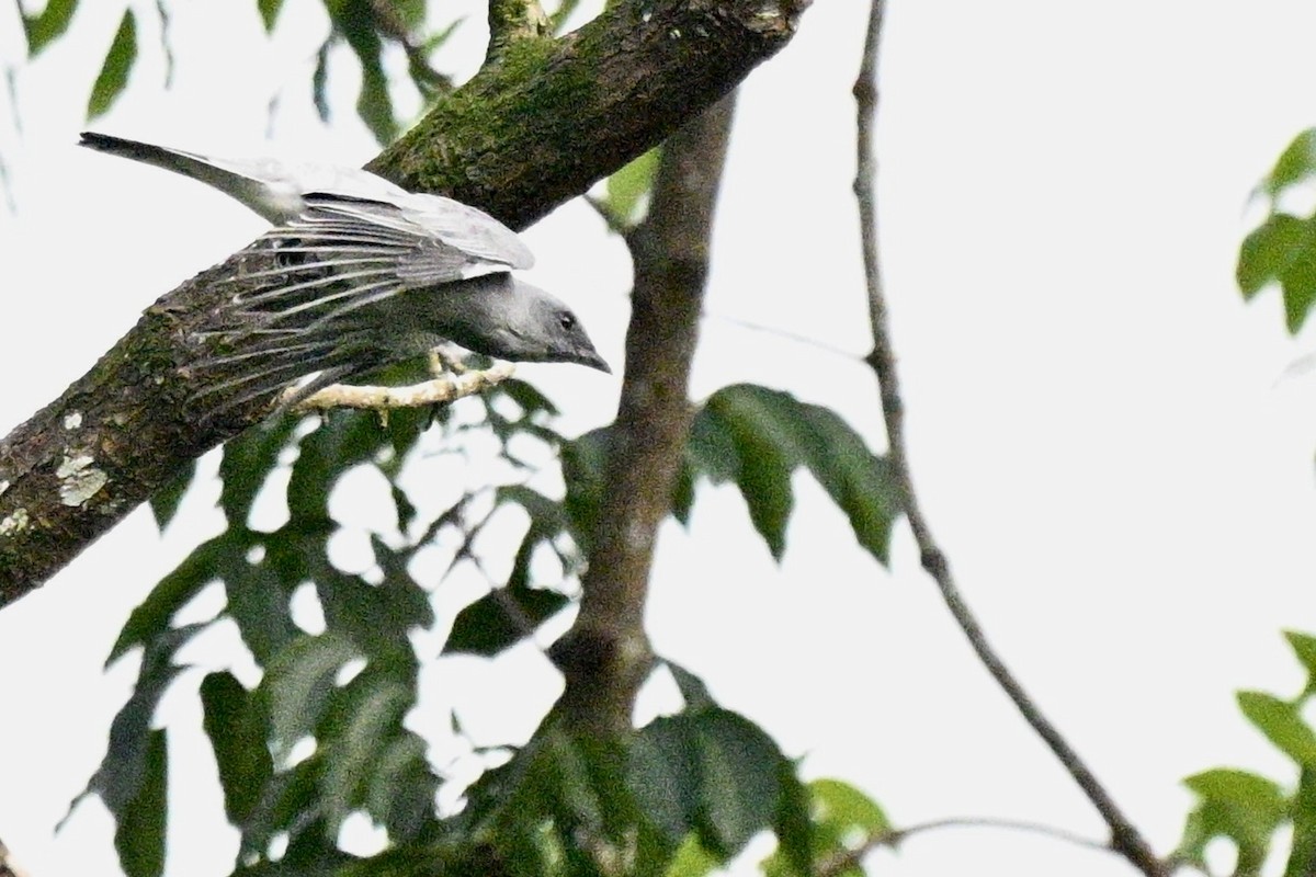 Oriental Cuckooshrike - ML642653389