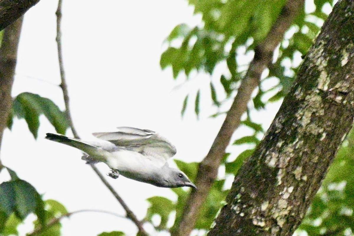 Oriental Cuckooshrike - ML642653390