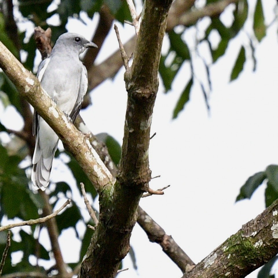 Oriental Cuckooshrike - ML642653391