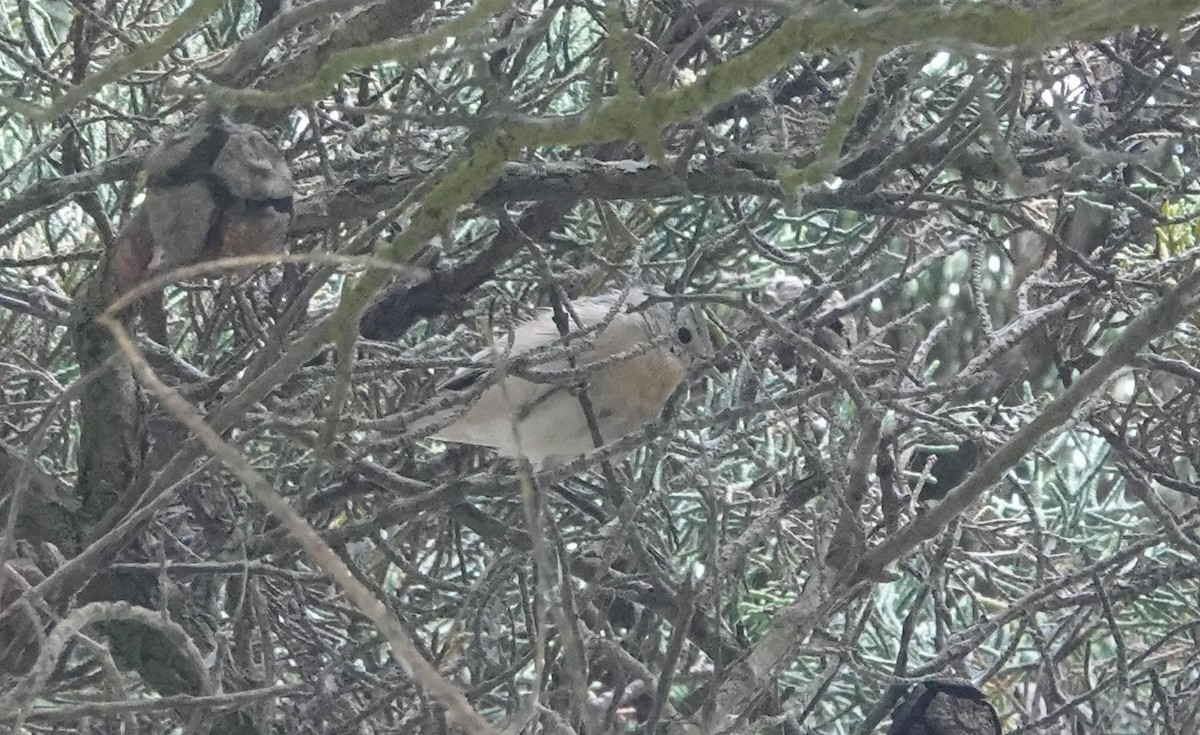 Lucy's Warbler - ML642653394