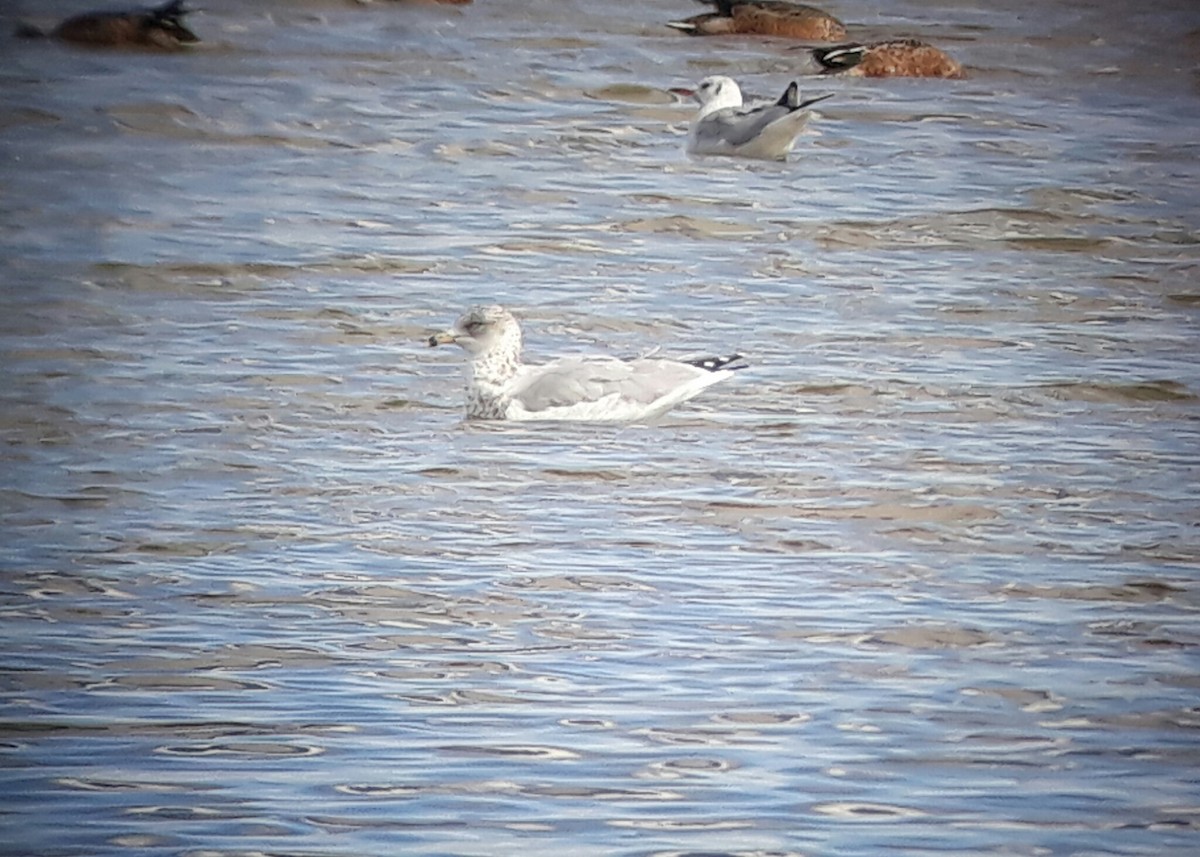 Ring-billed Gull - ML642653395