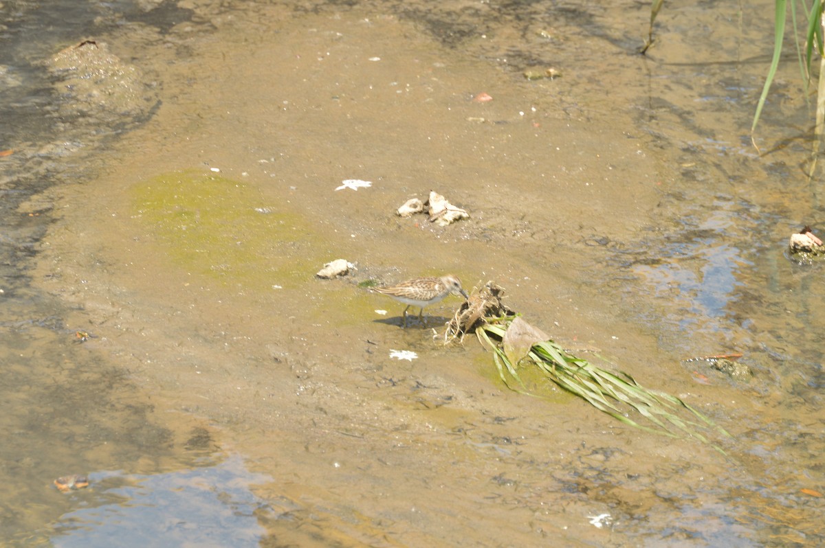 Least Sandpiper - ML642653396