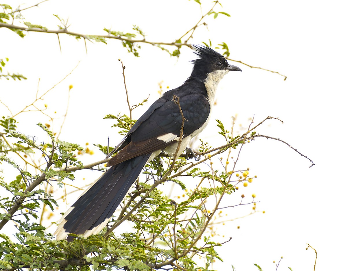 Pied Cuckoo - ML642653397