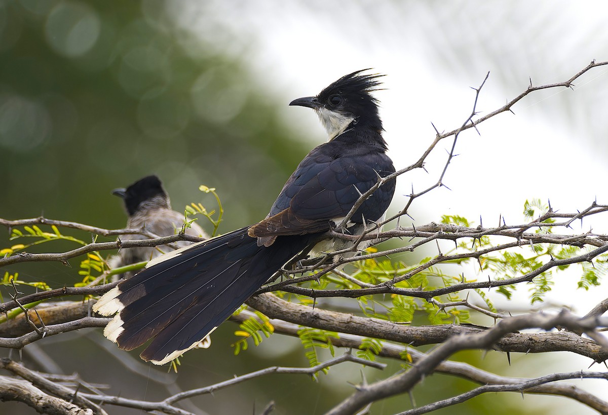 Pied Cuckoo - ML642653398
