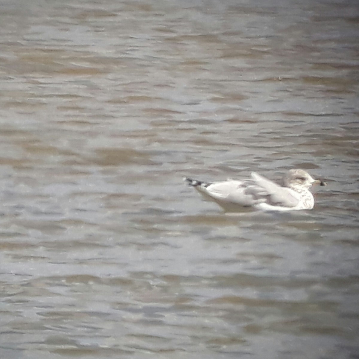Ring-billed Gull - ML642653399