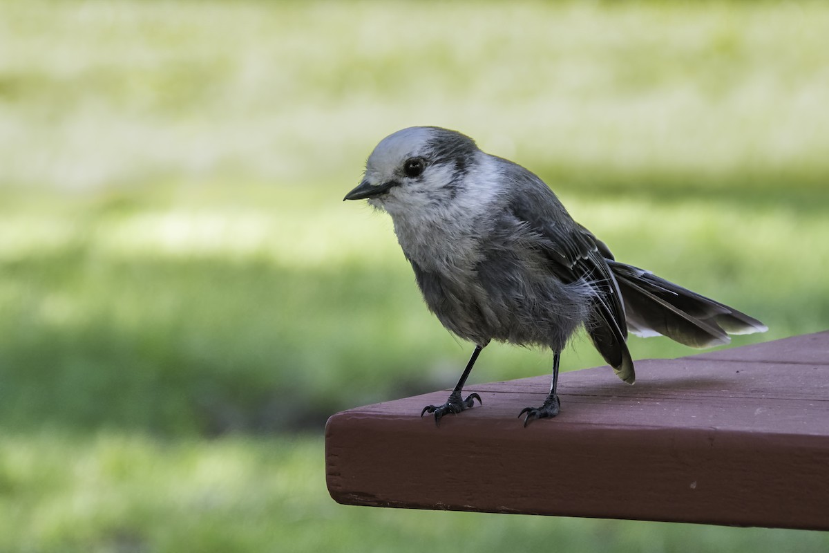 Canada Jay - ML642653405