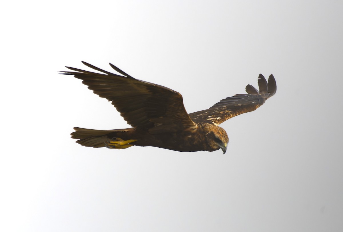 Western Marsh Harrier - ML642653406