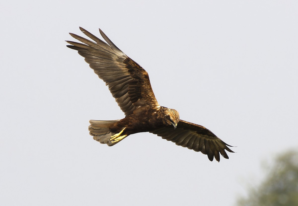 Western Marsh Harrier - ML642653409