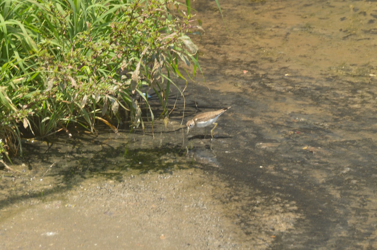 Spotted Sandpiper - ML642653411