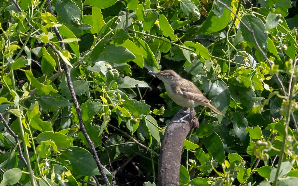 Clamorous Reed Warbler - ML642653418