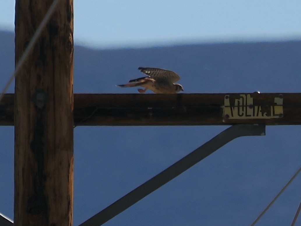 American Kestrel - ML642653419