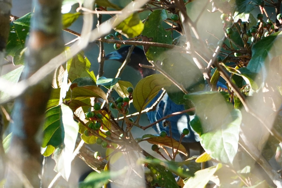 Wattled Guan - ML642653420